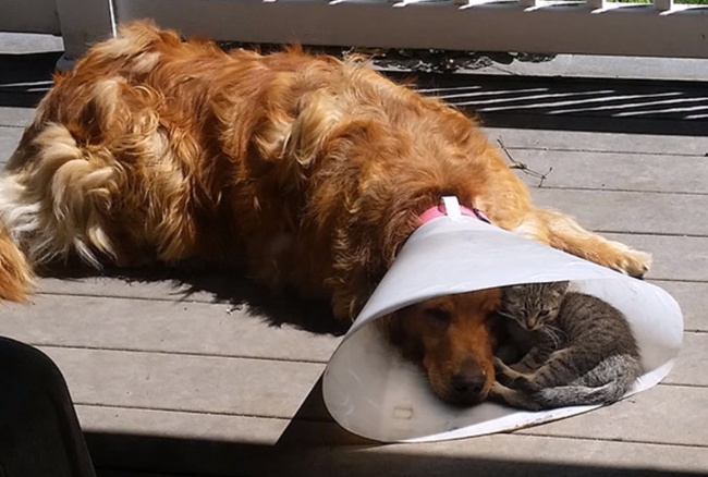 แมว, หมา, สุนัข, cat, dog