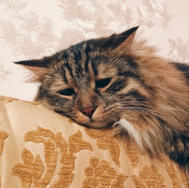 แมว, หมา, สุนัข, cat, dog