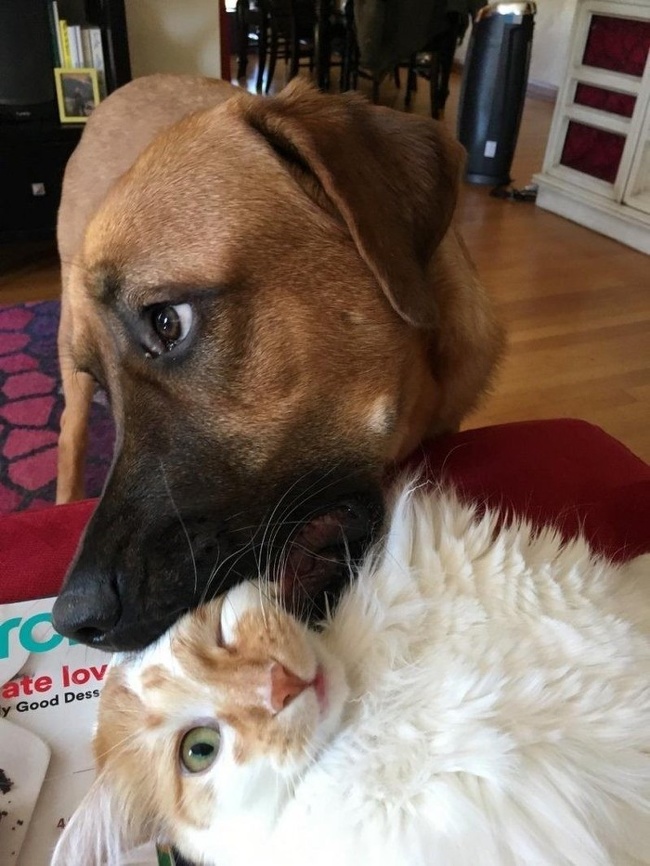 แมว, หมา, สุนัข, cat, dog