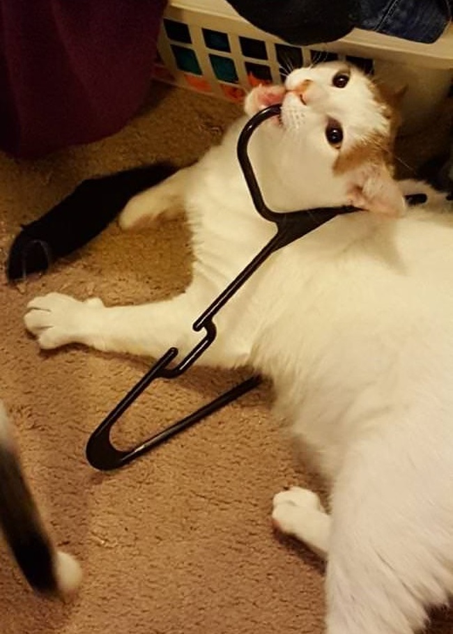 แมว, หมา, สุนัข, cat, dog