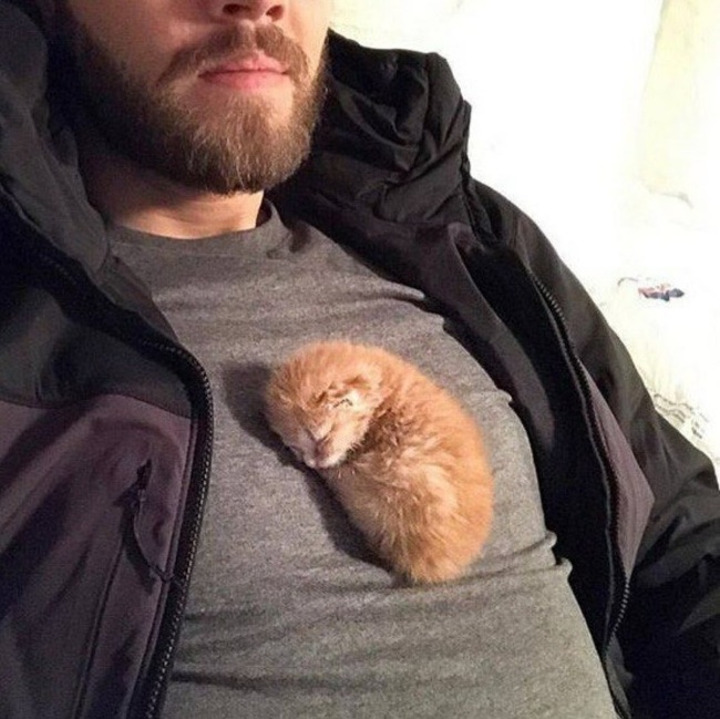 แมว, หมา, สุนัข, cat, dog