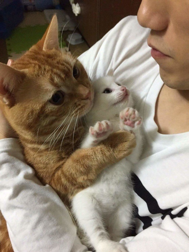 แมว, หมา, สุนัข, cat, dog