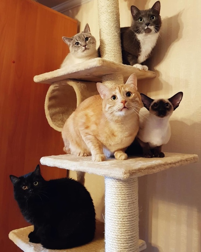 แมว, หมา, สุนัข, cat, dog