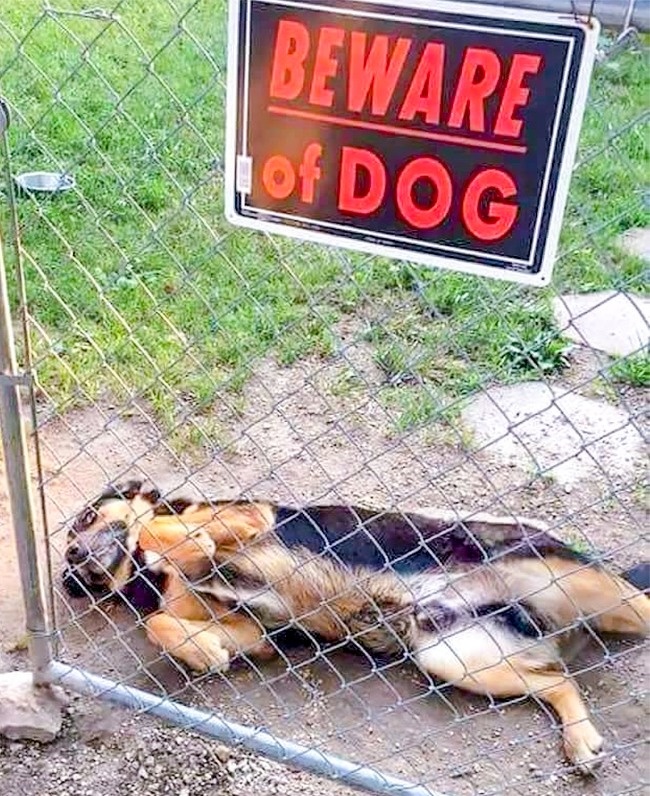 แมว, หมา, สุนัข, cat, dog