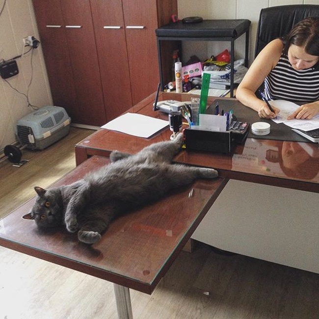 แมว, หมา, สุนัข, cat, dog