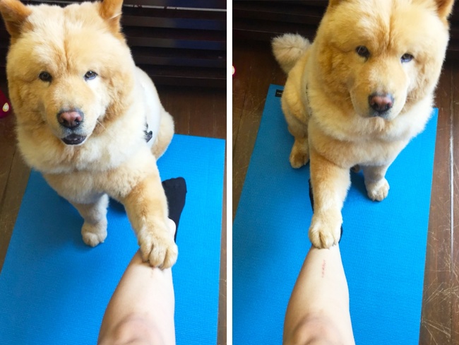 แมว, หมา, สุนัข, cat, dog