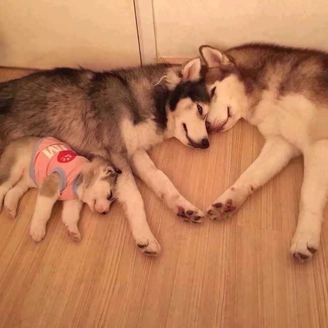 แมว, หมา, สุนัข, cat, dog