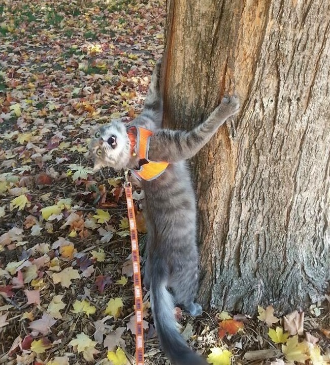แมว, หมา, สุนัข, cat, dog