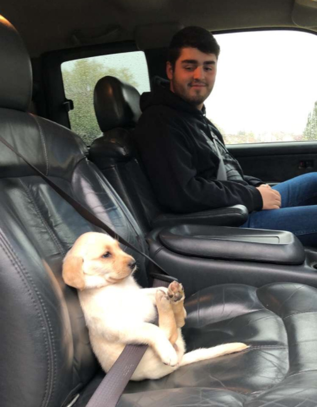 แมว, หมา, สุนัข, cat, dog