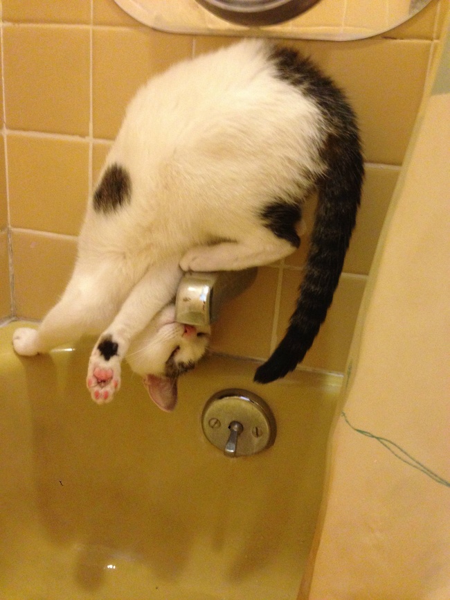 แมว, หมา, สุนัข, cat, dog