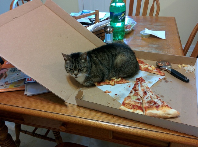 แมว, หมา, สุนัข, cat, dog