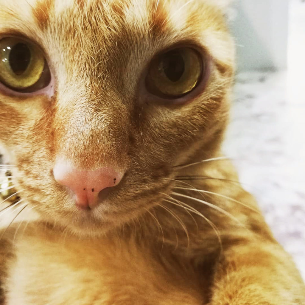 แมว, หมา, สุนัข, cat, dog