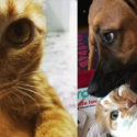 แมว, หมา, สุนัข, cat, dog