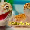 ตุ๊กแกเสือดาว