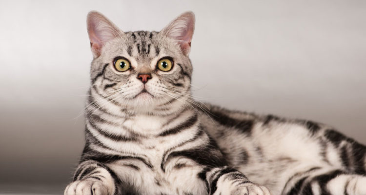 https://pktuajing.blogspot.com/2019/07/persian-fold-american-shorthair-british.html